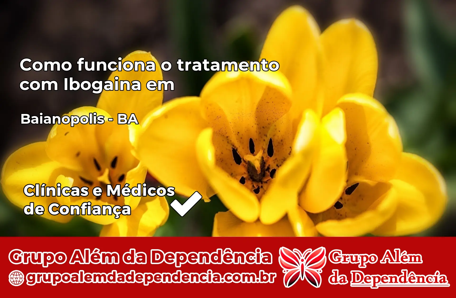 Como Funciona Ibogaína em Baianópolis – BA