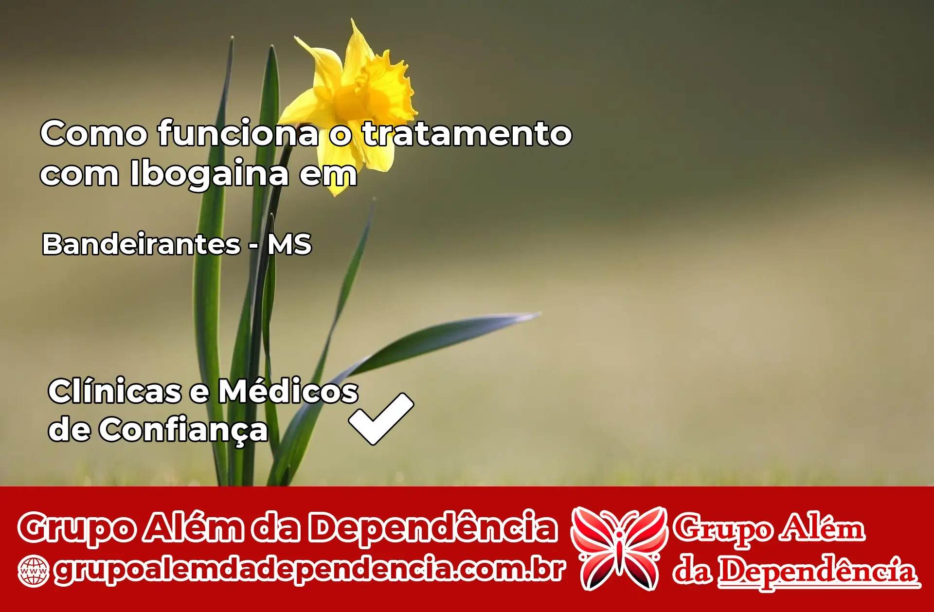 Como Funciona Ibogaína em Bandeirantes – MS