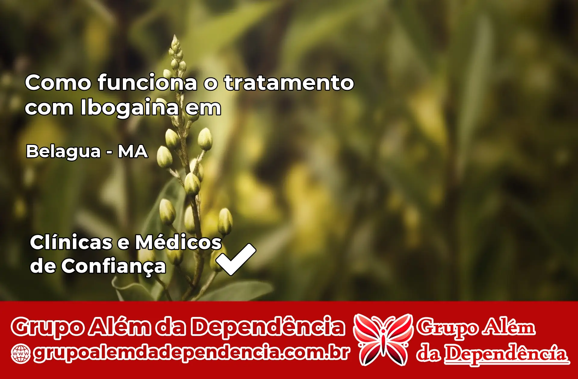 Como Funciona Ibogaína em Belágua – MA