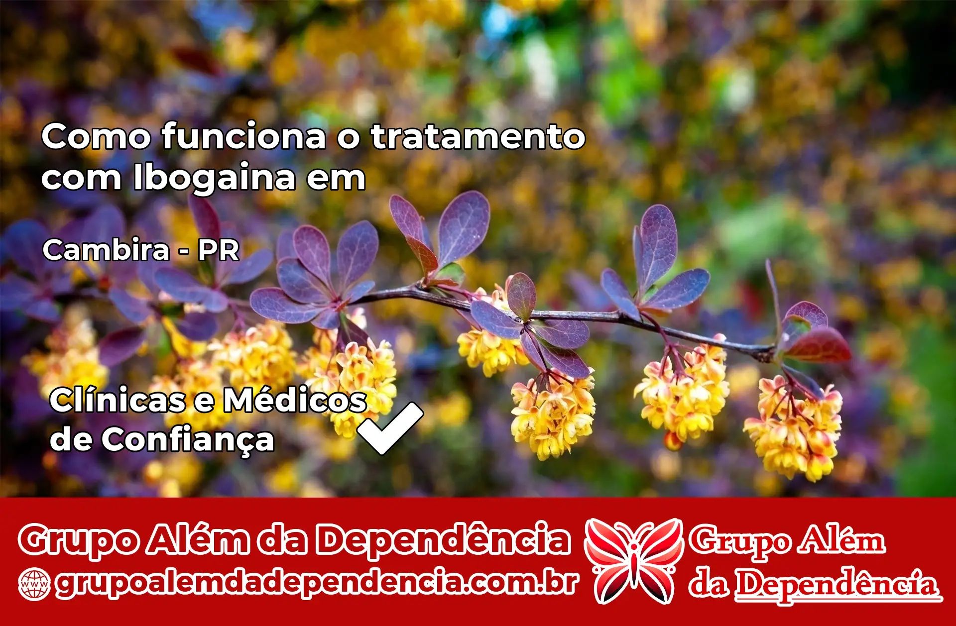 Como Funciona Ibogaína em Cambira – PR