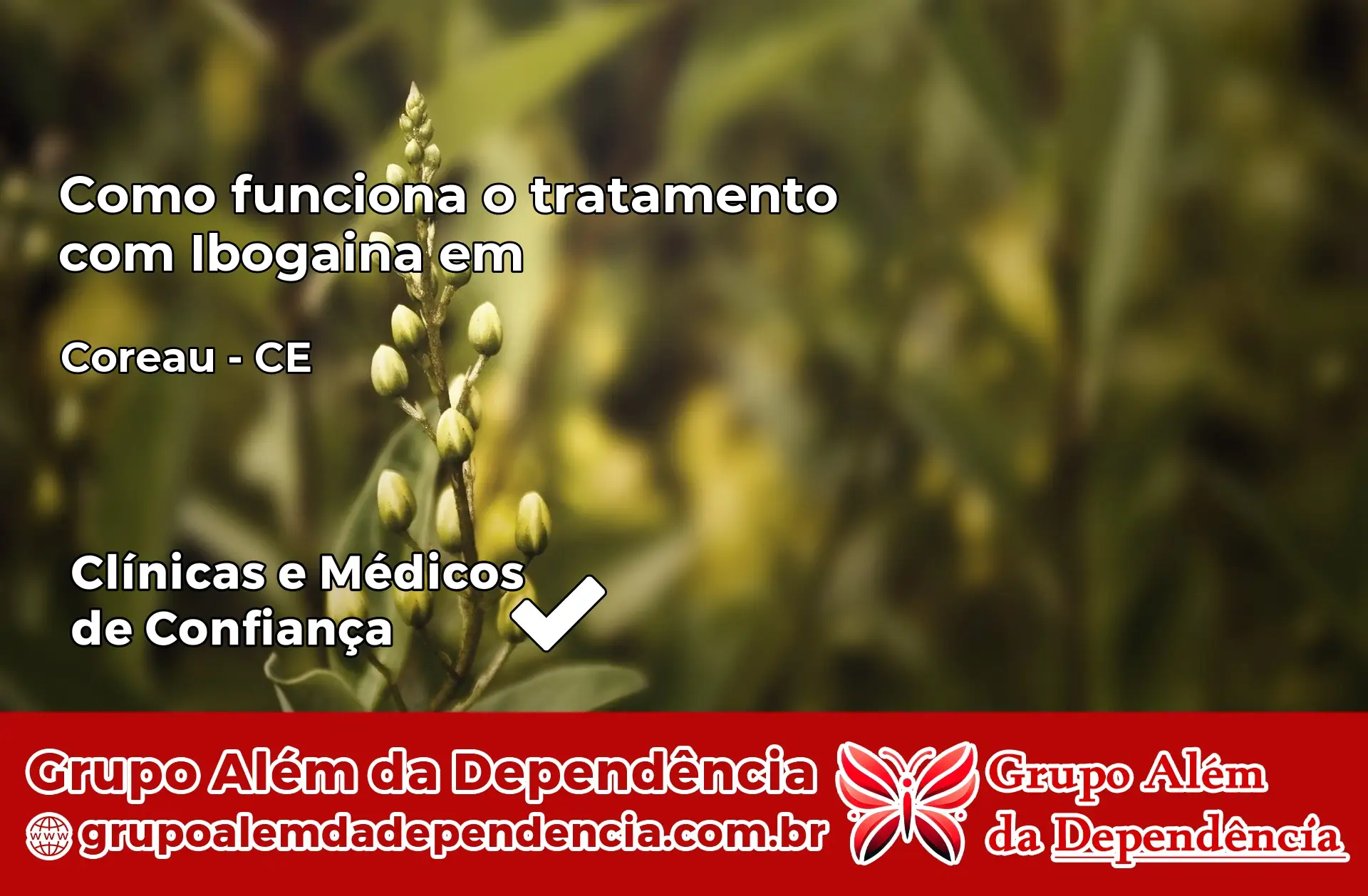 Como Funciona Ibogaína em Coreaú – CE