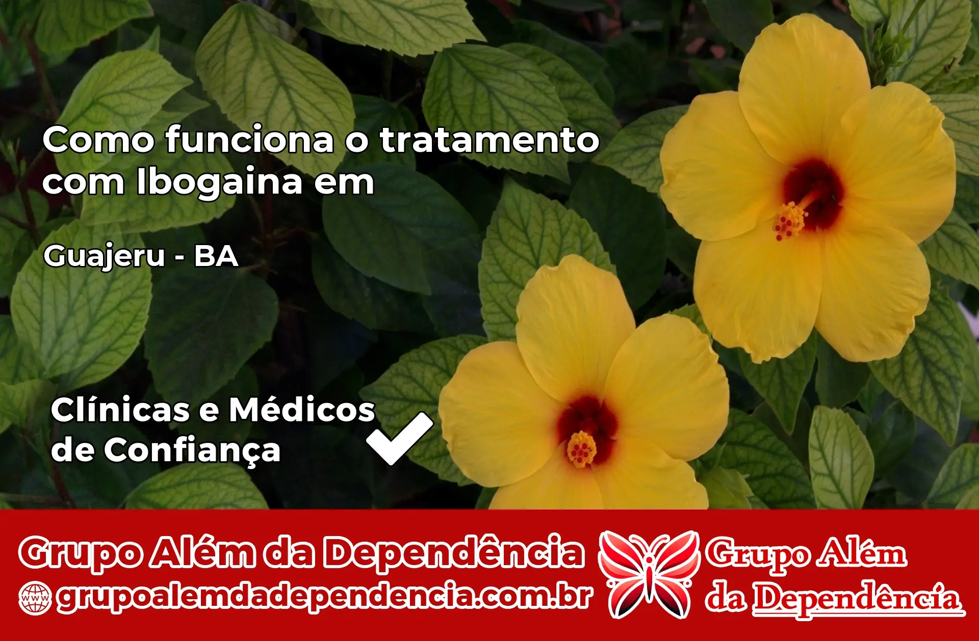 Como Funciona Ibogaína em Guajeru – BA