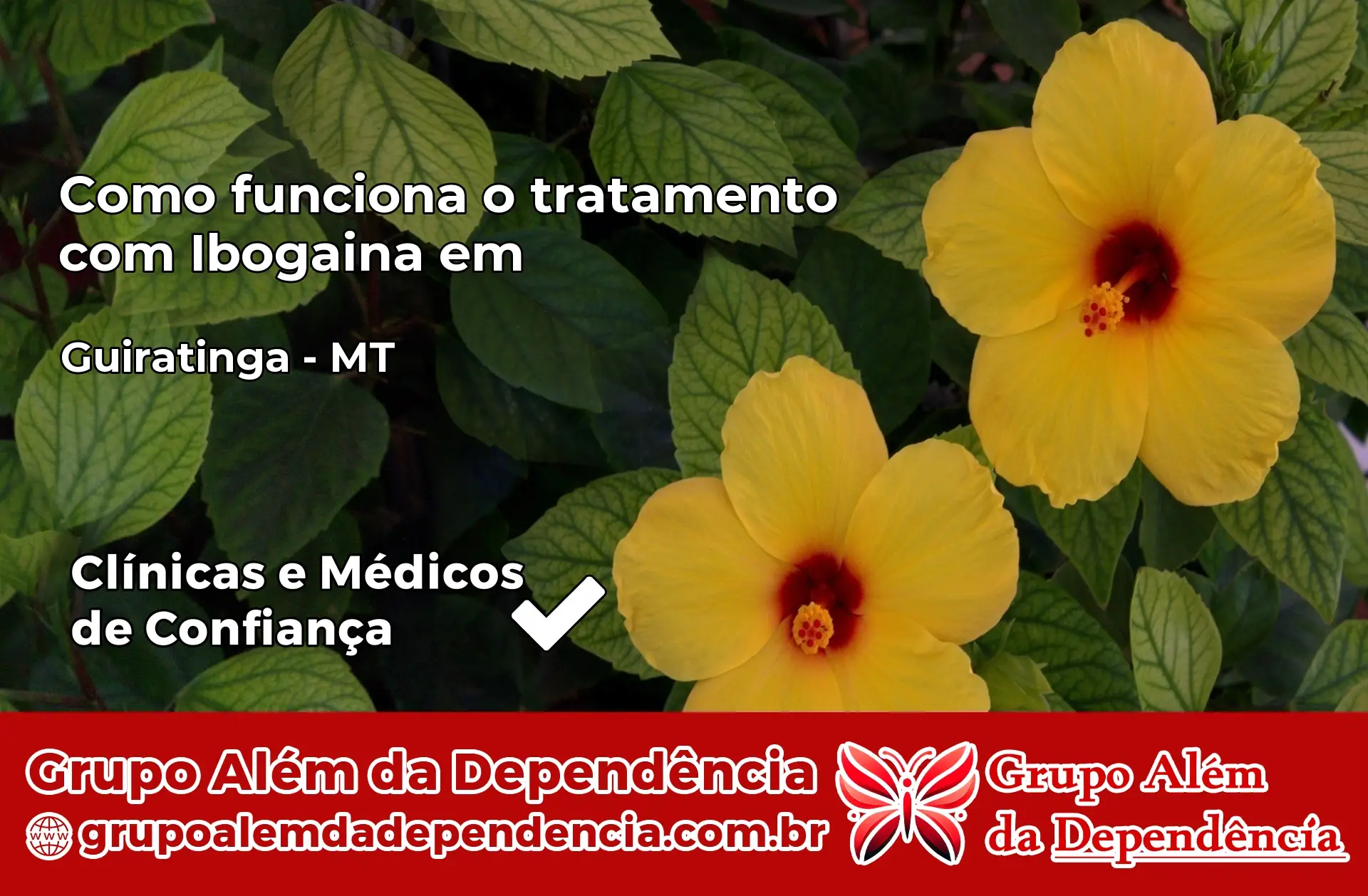 Como Funciona Ibogaína em Guiratinga – MT