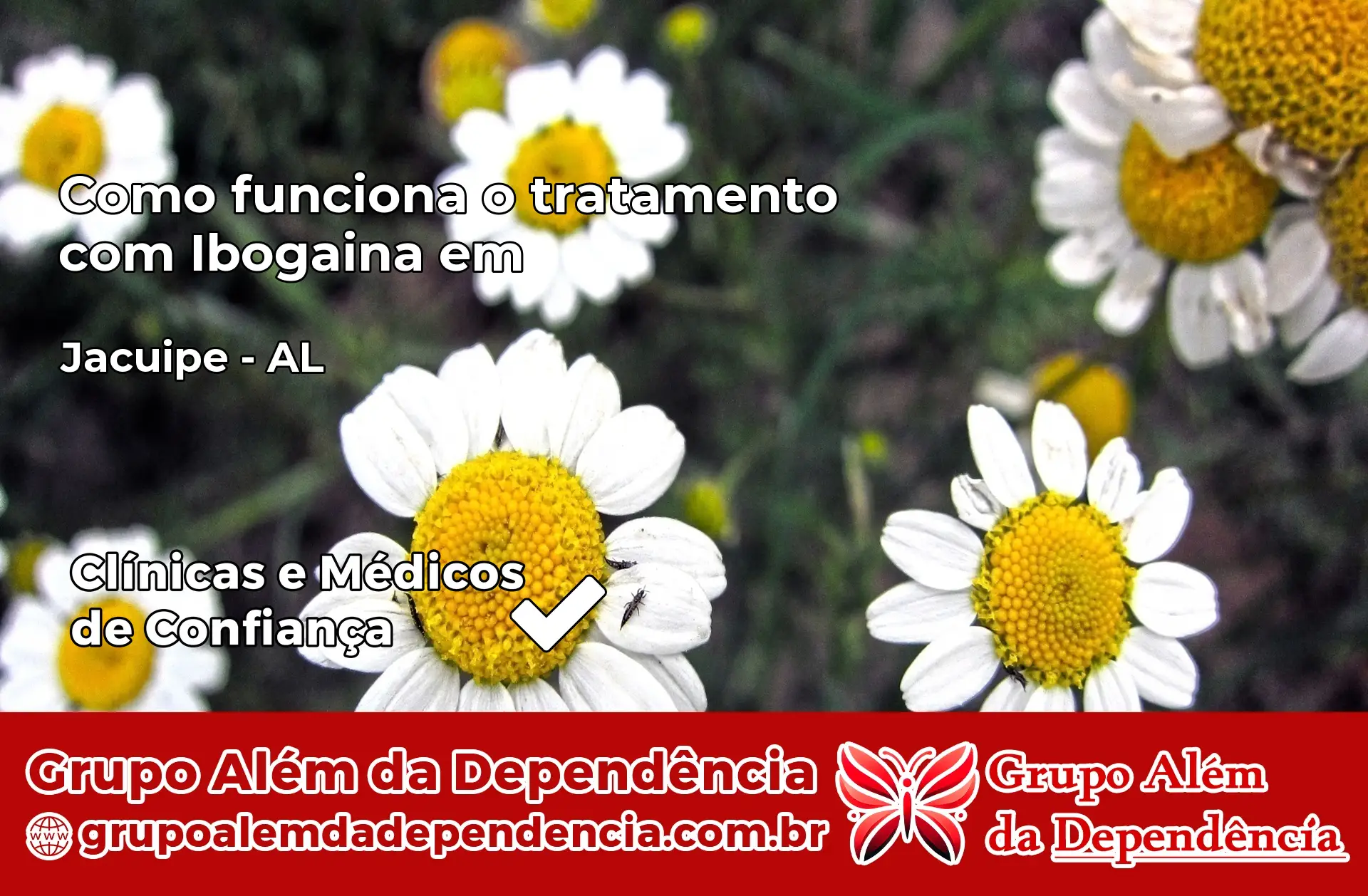 Como Funciona Ibogaína em Jacuípe – AL