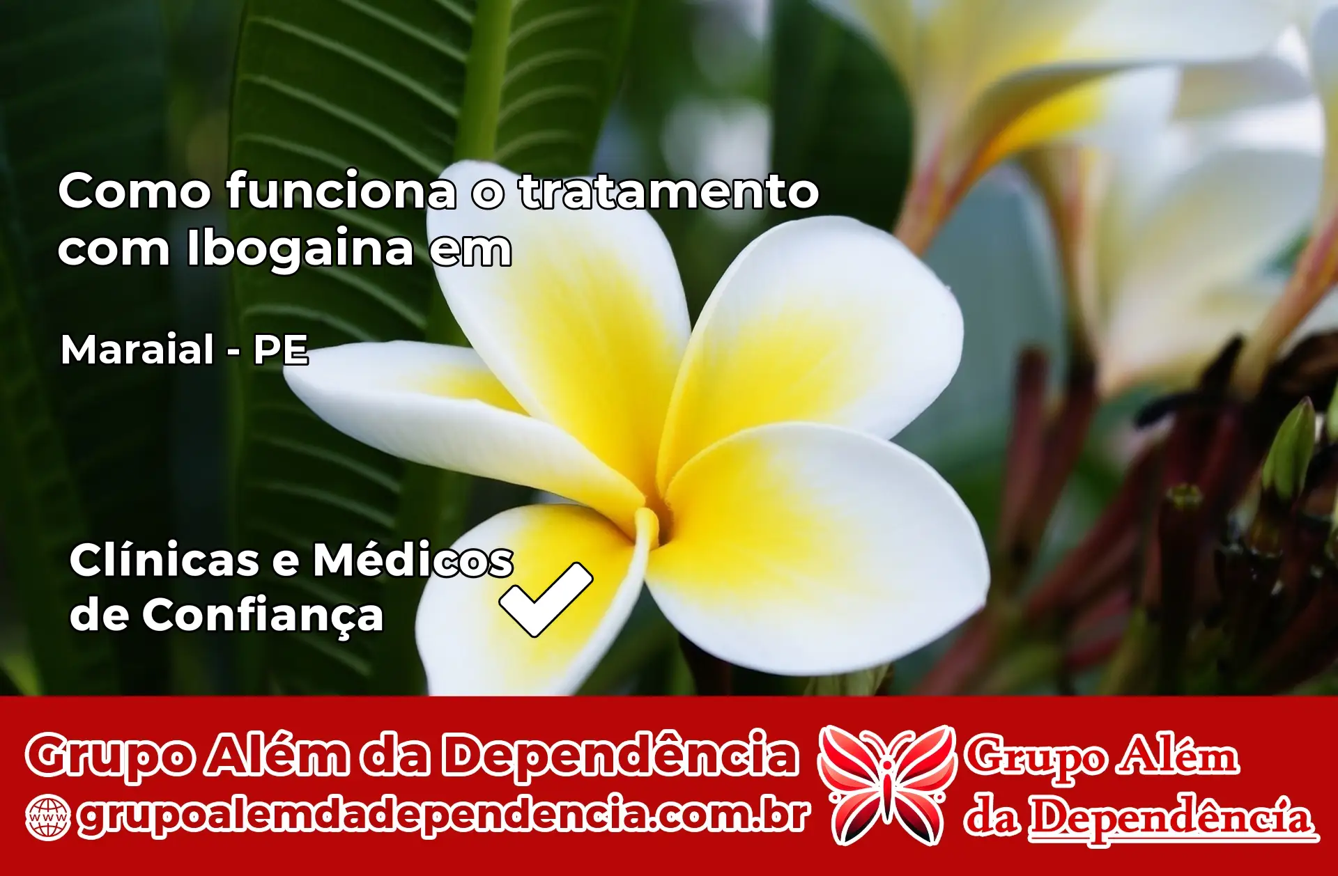 Como Funciona Ibogaína em Maraial – PE