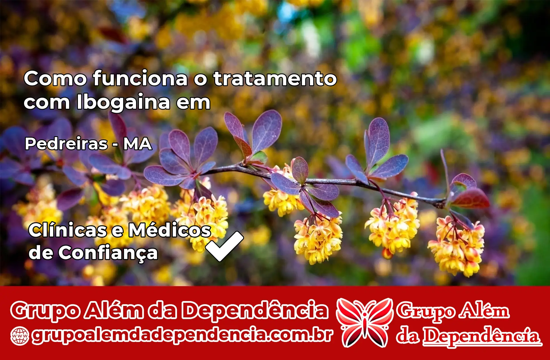 Como Funciona Ibogaína em Pedreiras – MA