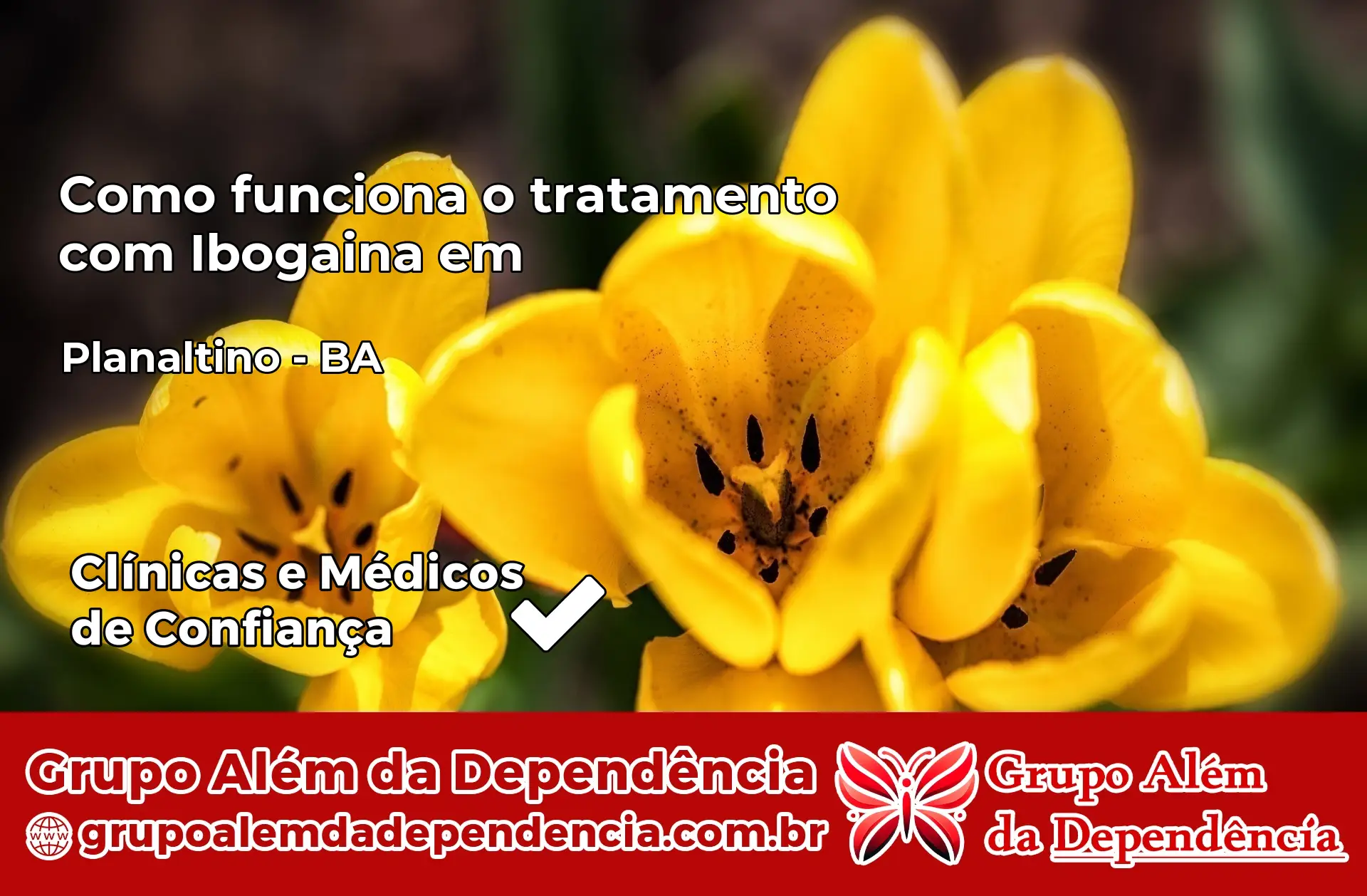 Como Funciona Ibogaína em Planaltino – BA