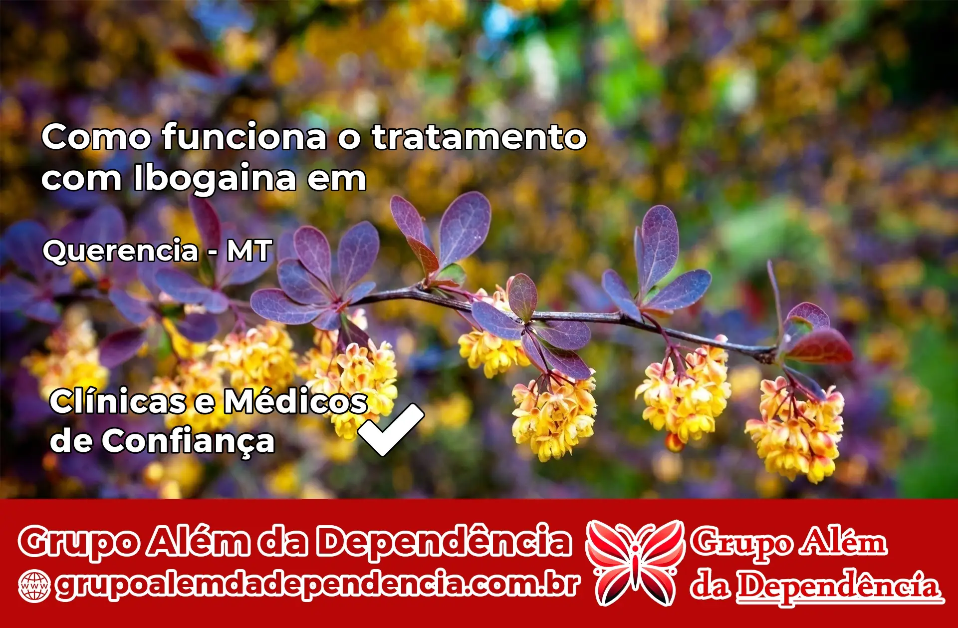 Como Funciona Ibogaína em Querência – MT