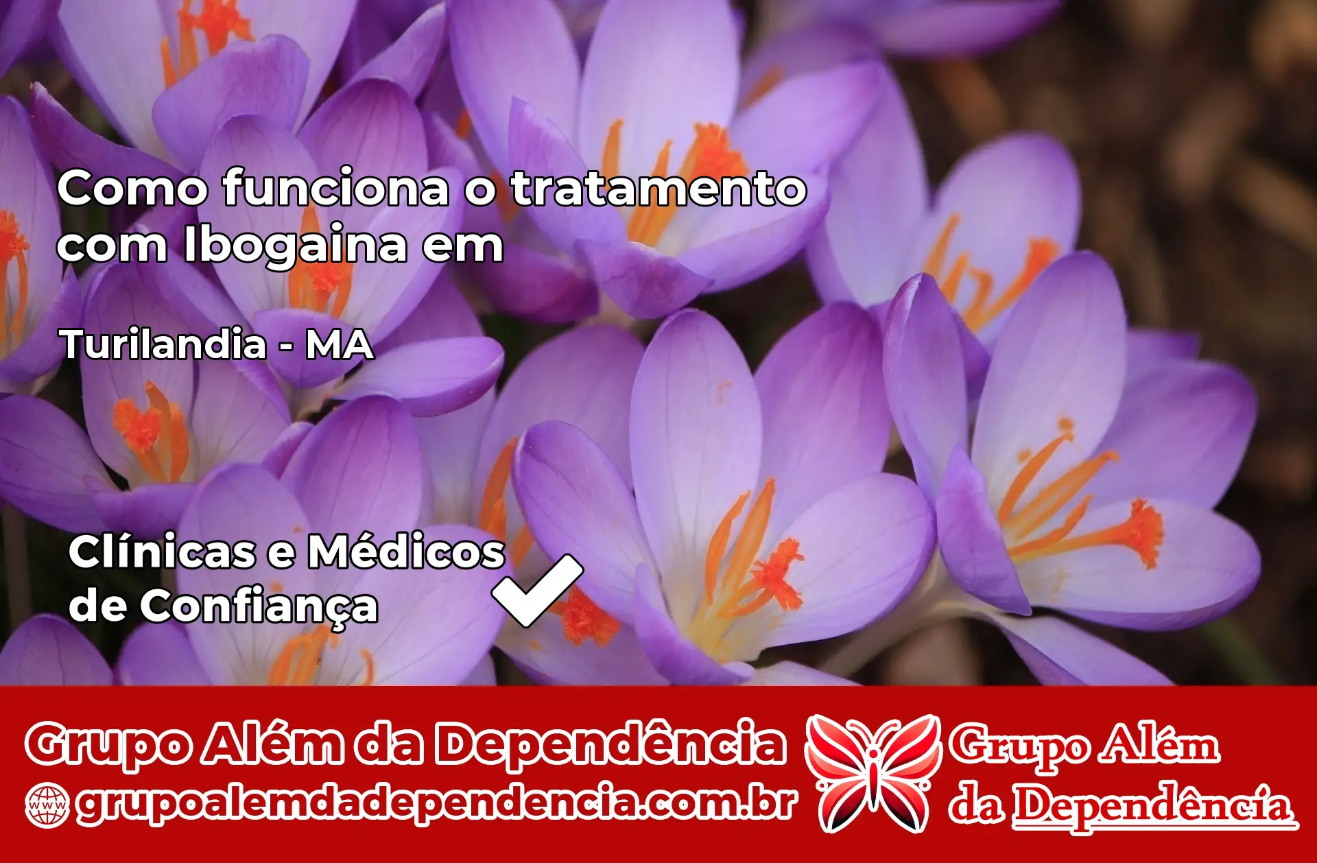 Como Funciona Ibogaína em Turilândia – MA